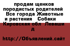 продам щенков породистых родителей - Все города Животные и растения » Собаки   . Кировская обл.,Леваши д.